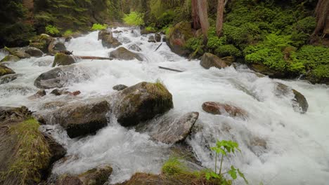 Gebirgsfluss-Im-Wald-In-Zeitlupe.-Wunderschöne-Tierlandschaft.