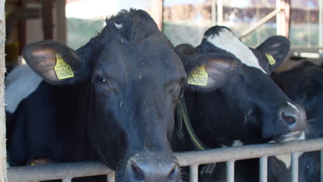 Modern-cows-farming,-agriculture-in-Denmark