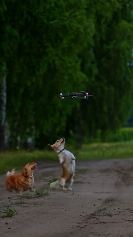 Four dogs playing outside with dron. Happy dogs on nature background. Small breeds. Trying to catch dron or quadrocopter. Nature background. Video of small dogs. Vertical video