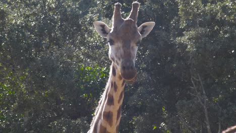 Giraffe-in-Zoo
