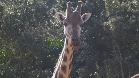 jirafa en zoológico
