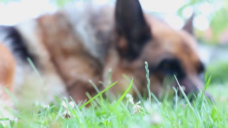 close up of a german shepherd dog in the background with grass in the foreground calmly