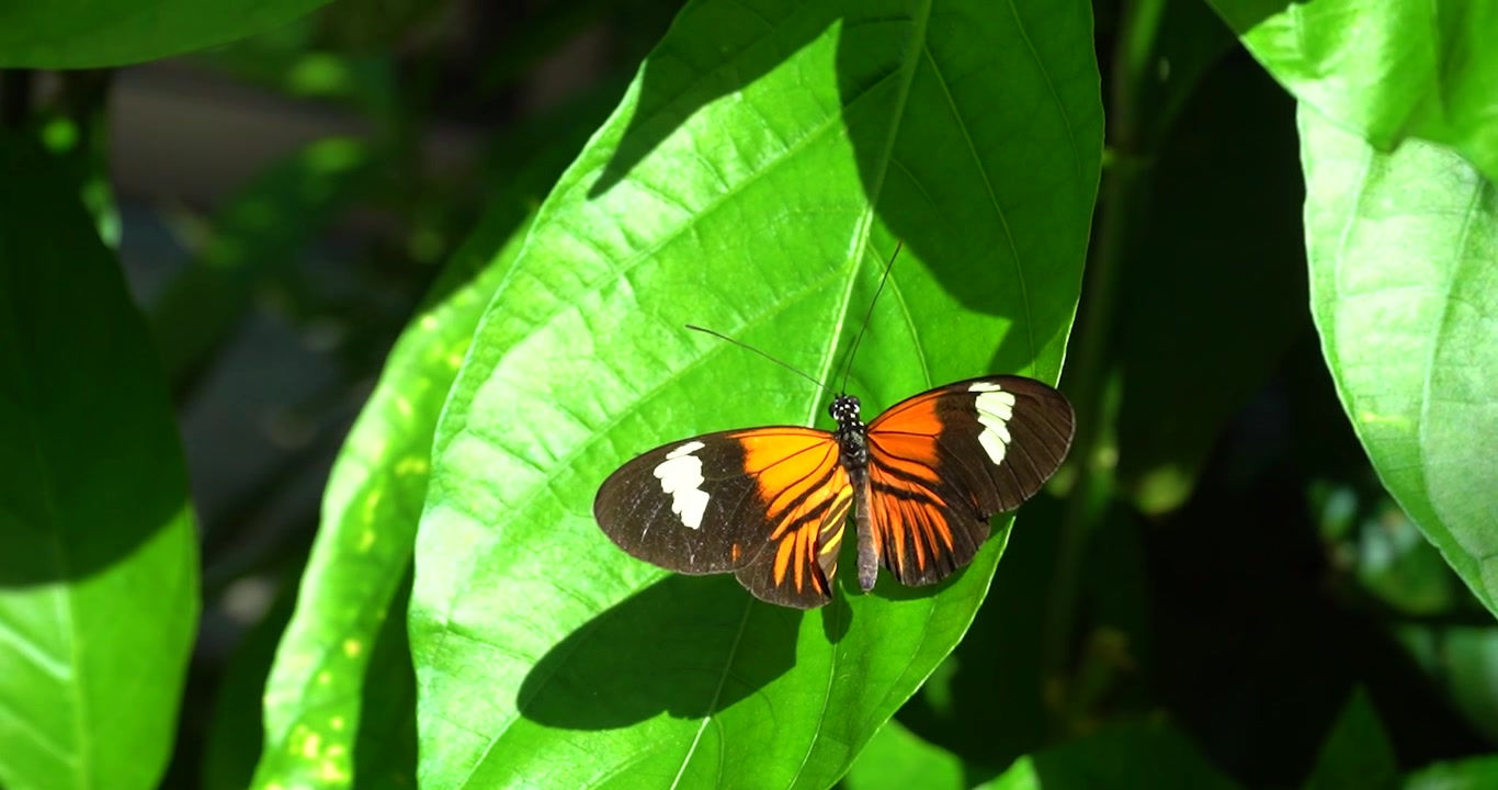 Farfalla Tiger Longwing che riposa su una foglia in giardino