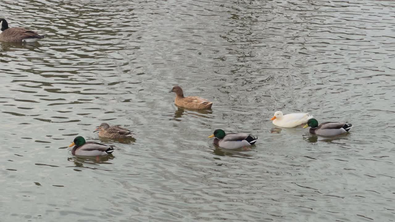 Stormo di oche e anatre che nuotano nell'acqua in un parco