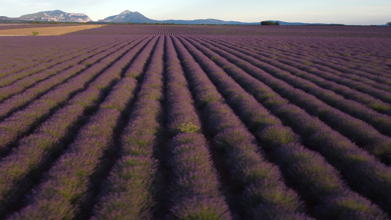 campo de lavanda en valensole vista aérea, agricultura agricultura en provence, francia