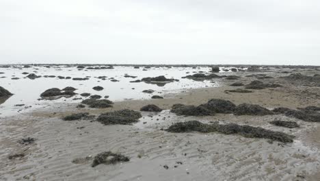 vast tidal flats with seaweed and overcast sky