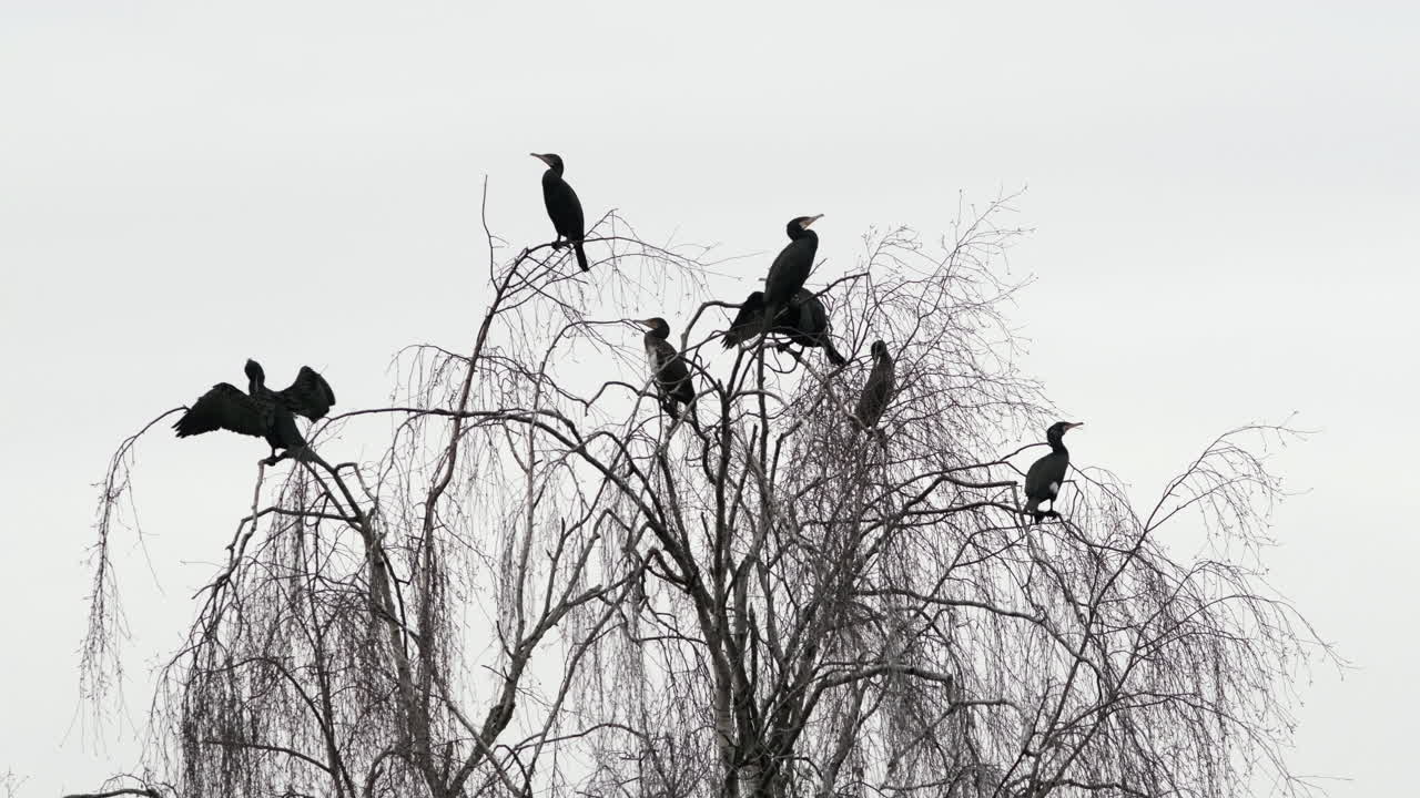 un grupo de pájaros cormoranes negros azabache suben a la cima de un sauce sin hojas cerca del agua en worcestershire, inglaterra