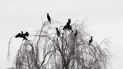 Un-Grupo-De-Pájaros-Cormoranes-Negros-Azabache-Suben-A-La-Cima-De-Un-Sauce-Sin-Hojas-Cerca-Del-Agua-En-Worcestershire,-Inglaterra