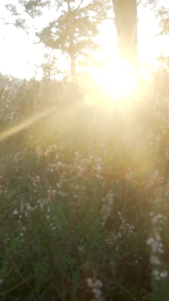 восход или закат солнца в лесу с лисицей