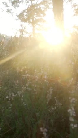 sunrise or sunset in a forest with heather