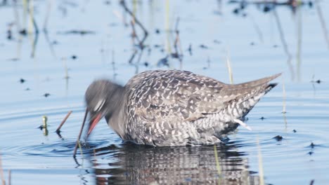 closeup of spotted redshank feeding in shallow puddle during spring migration in wetlands