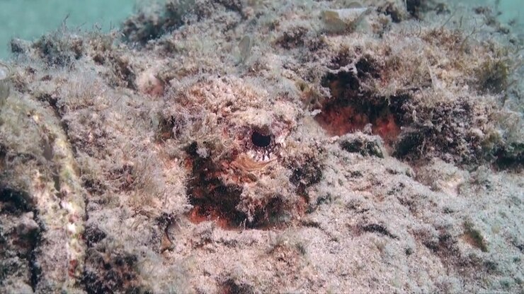 A stonefish close-up on sand in the Red Sea
