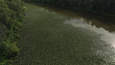 Scene-Of-Lush-Vegetation-Covered-Calm-Lake-Water-Near-Lamar,-Barton-County,-Missouri,-United-States