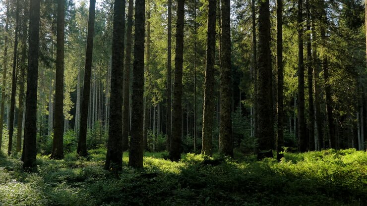 Sunlight filtering through a dense coniferous forest