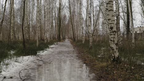 flying throught birch trees. icy and wet road