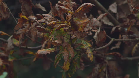 Girando-Hojas-De-Roble-Inglés-Sacudidas-En-La-Rama-En-La-Brisa-De-Otoño,-Primer-Plano