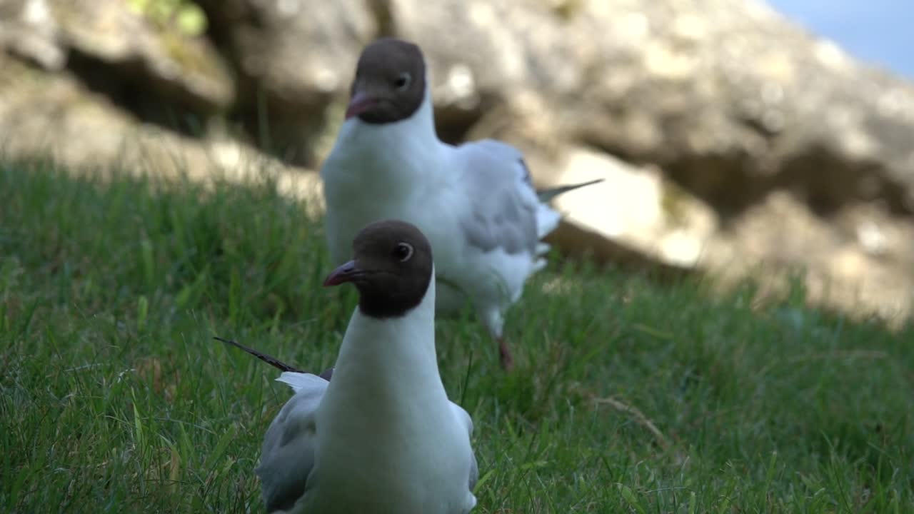 Closeup captures black-headed gulls strolling across grassy field in England, UK, during daytime, creating peaceful and natural scene