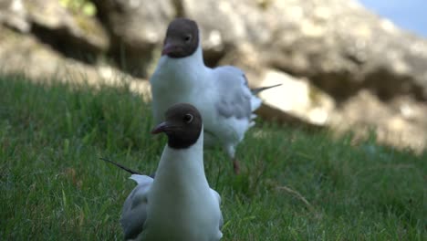 closeup captures black-headed gulls strolling across grassy field in england, uk, during daytime, creating peaceful and natural scene