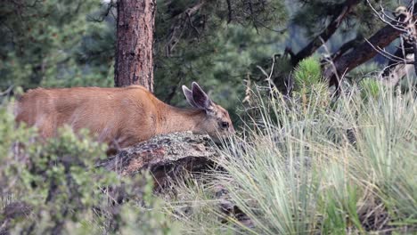 Mule-Deer-doe-grazing-near-rocks-and-grass,-handheld