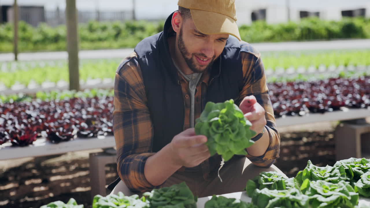 agricultor inspeccionando lechuga fresca en un invernadero