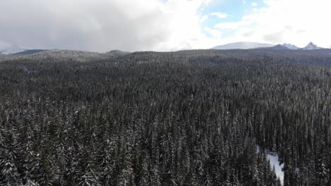 Drone-Vuela-Sobre-Un-Bosque-De-Pinos-Cubierto-De-Nieve-En-Las-Montañas
