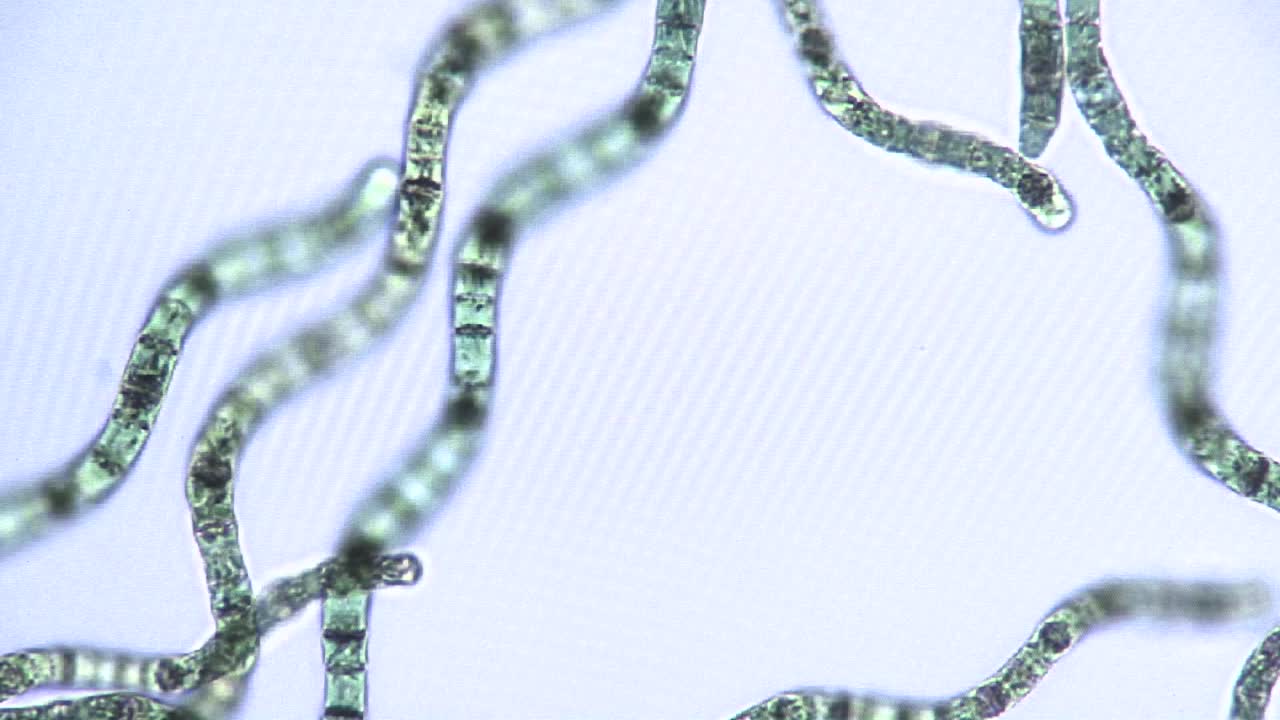 vista microscópica de cintas de algas 2