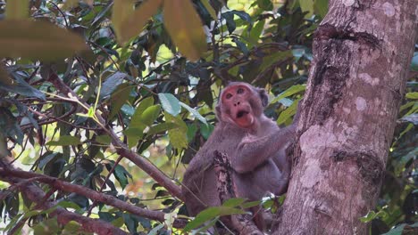 mono macaco en los árboles de la selva