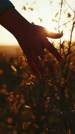 sunset, hands and touch flowers at field