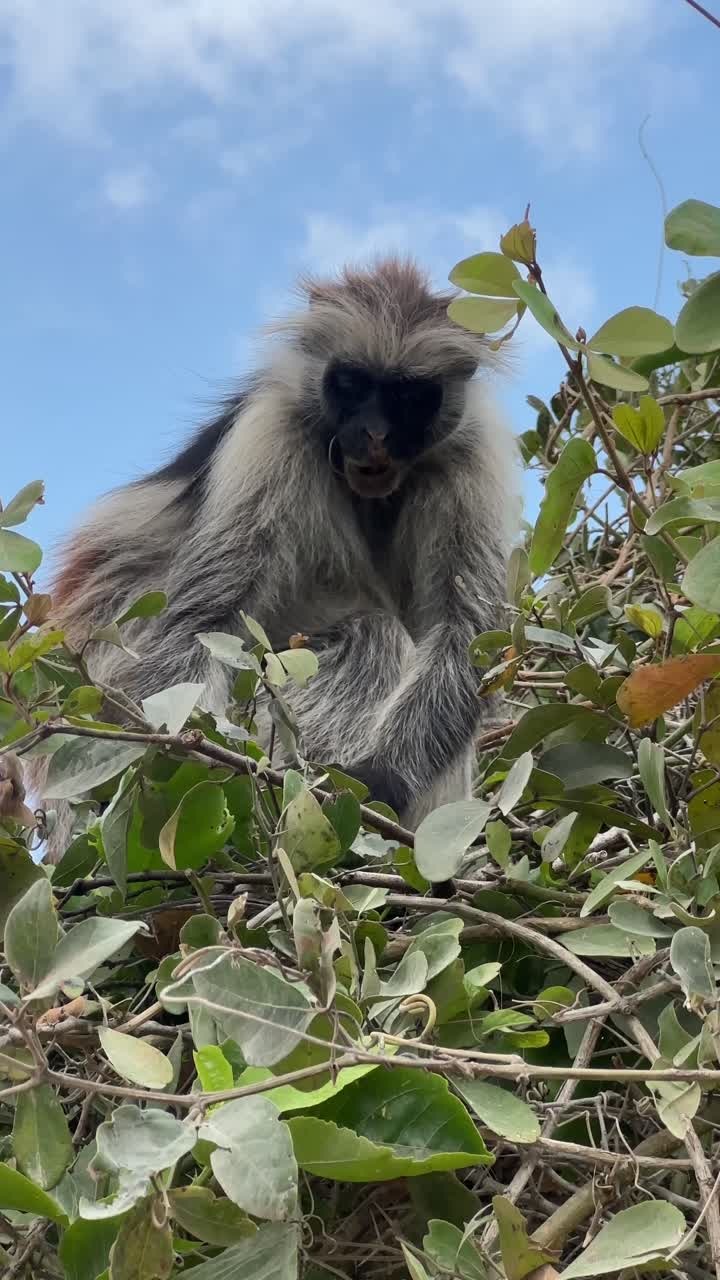 Zanzibar red colobus monkeys Jozani Forest natioanl forest tanzania africa african animals