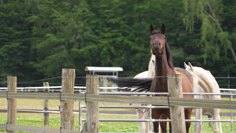 primer plano de un caballo marrón oscuro mirando por encima de una valla en un pasto, con una expresión enfocada y un telón de fondo rural