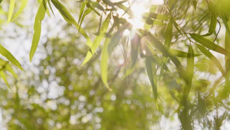 a smooth downward pan captures golden hour sunlight streaming through lush summer leaves