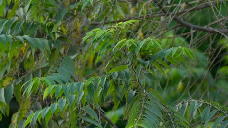 Kiskadee-bird-flying-off-a-tree-branch-surrounded-by-green-foliage-in-a-natural-tropical-habitat