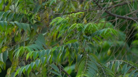 kiskadee bird flying off a tree branch surrounded by green foliage in a natural tropical habitat
