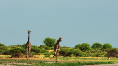 two cape giraffes walking in the open grassland of central kalahari game reserve in botswana, south africa