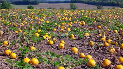 Kürbispflanzen-Mit-Reicher-Ernte-Auf-Dem-Feld---Drohnenschuss