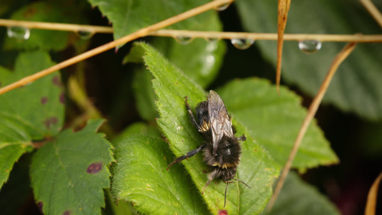 Wet bumblebee on leaf in nature