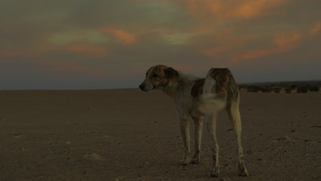 un perro en el desierto de marruecos al atardecer