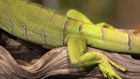 una vista panorámica de una iguana mientras descansa sobre una rama en un zoológico