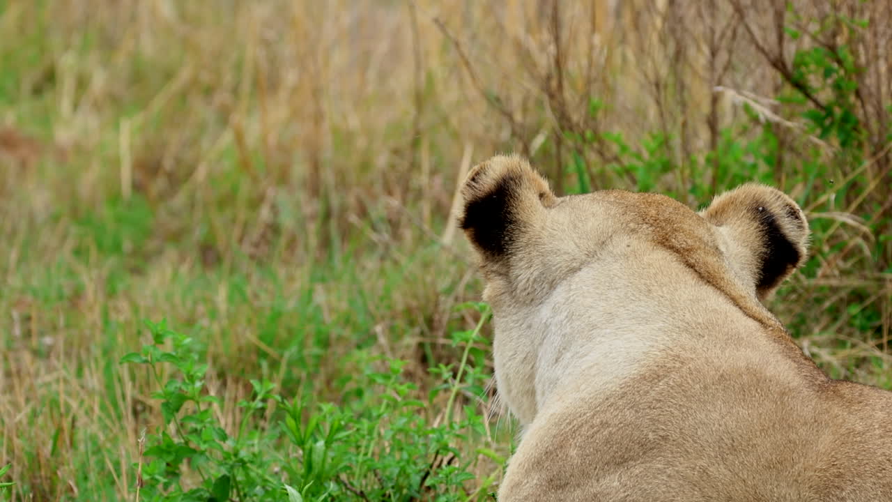 een leeuwin die in de grasrijke savanne staart met vliegen die rond haar oren zoemen in een wild leefgebied