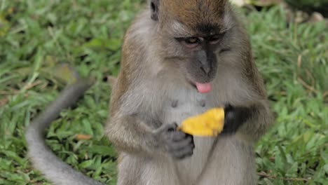 the monkey is eating a mango