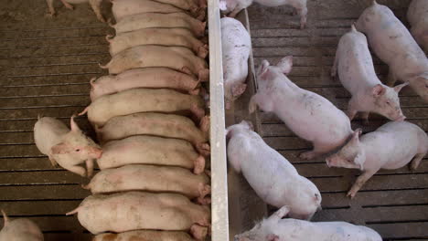 cerdo granja industria animales agricultura ganado