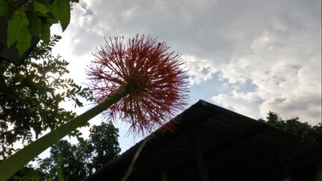 flowering scadoxus plant, has a red ball-like shape, weak green stems