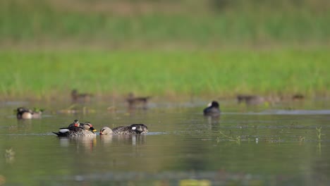 Schwarm-Indischer-Fleckenschnabelenten-Schwimmend