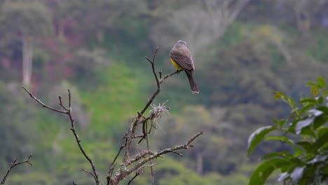 el pájaro rey tropical se alza en una rama en colombia en un día lluvioso