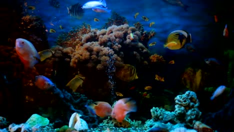 exotic fishes in an aquarium