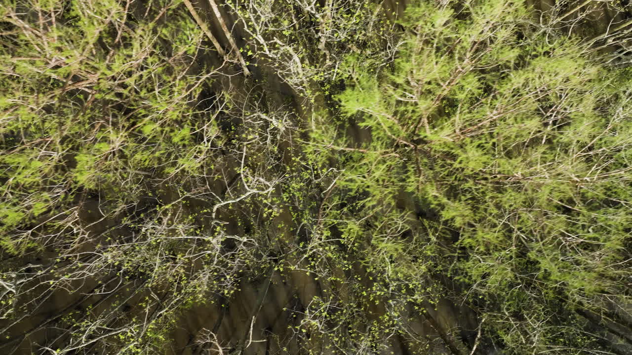 árboles desnudos en william b