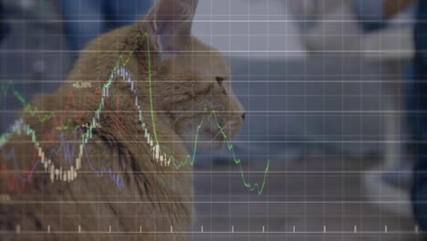 Gato-Sentado-En-El-Interior-Con-Una-Animación-De-Datos-Del-Mercado-De-Valores-En-El-Fondo