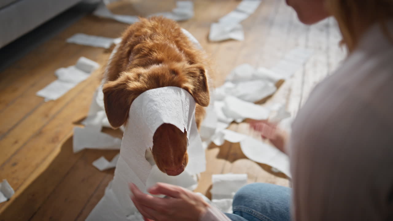 Naughty pet feeling guilty making mess in living room closeup. Girl scolding dog