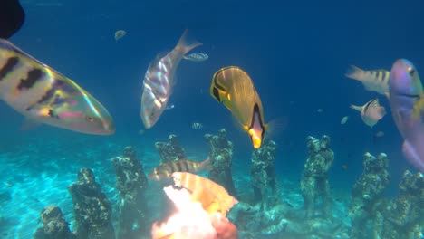 divers hands feeding tropical colorful underwater fish at gili meno indonesia