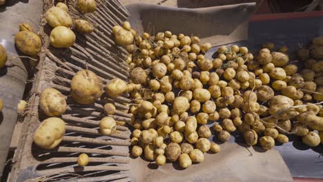 potato storage and potatoes moving on conveyor.